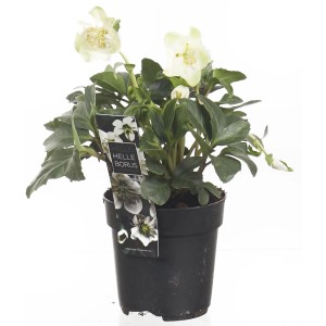 Elleboro in vaso, una pianta fiorita con fiori bianchi.