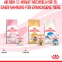 Confronto tra alimenti Royal Canin Kitten: umido e secco per gattini e gatti giovani.