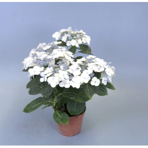 Ortensia a foglia larga 'Hydrangea macrophylla' in vaso, fiori bianchi. Pianta da interno fiorita per casa e giardino.