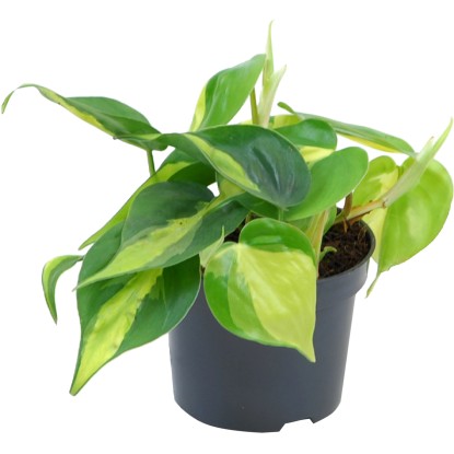 Baumfreund "Brasil" vaso-Ø ca. 12 cm Filodendro scandens