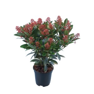 Skimmia Rubella in vaso (circa 17 cm Ø) con boccioli rosso-marroni e foglie verdi.
