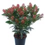 Skimmia Rubella in vaso (circa 17 cm Ø) con boccioli rosso-marroni e foglie verdi.