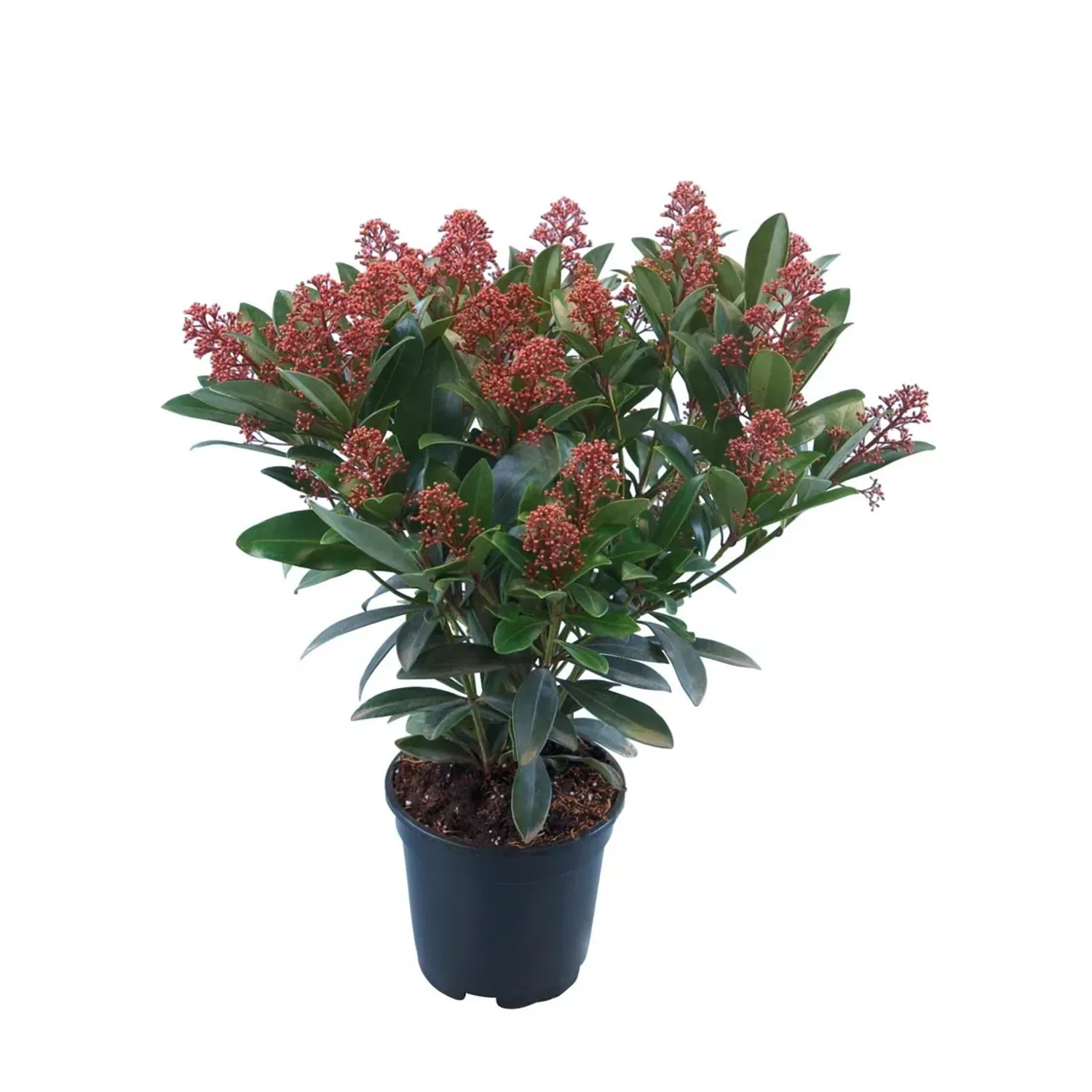 Skimmia Rubella in vaso (circa 17 cm Ø) con boccioli rosso-marroni e foglie verdi.