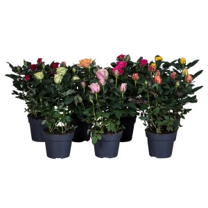 Rose di vari colori in vaso, piante da appartamento fiorite per interni.