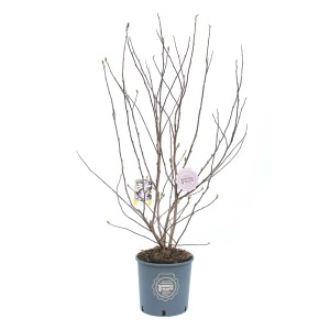 Magnolia in vaso con gemme delicate, pronta a fiorire.