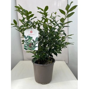 Sarcococca in vaso, pianta da interno verde.