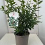 Sarcococca in vaso, pianta da interno verde.