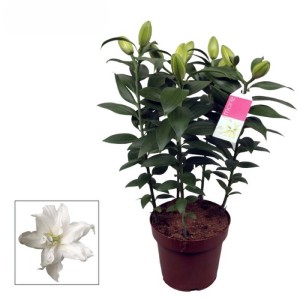 Ficus Elegante Vaso Ø 20 cm