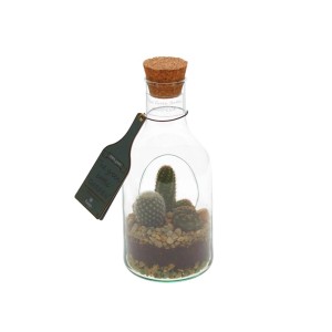 Giardino di cactus in bottiglia: Mini cactus in bottiglia di vetro con tappo di sughero, decorativo e facile da curare.