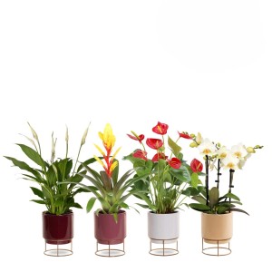 Diverse composizioni di piante da interno in vaso su supporti dorati.