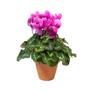 Ciclamino rosa da interno (Ciclamino) in vaso di terracotta.