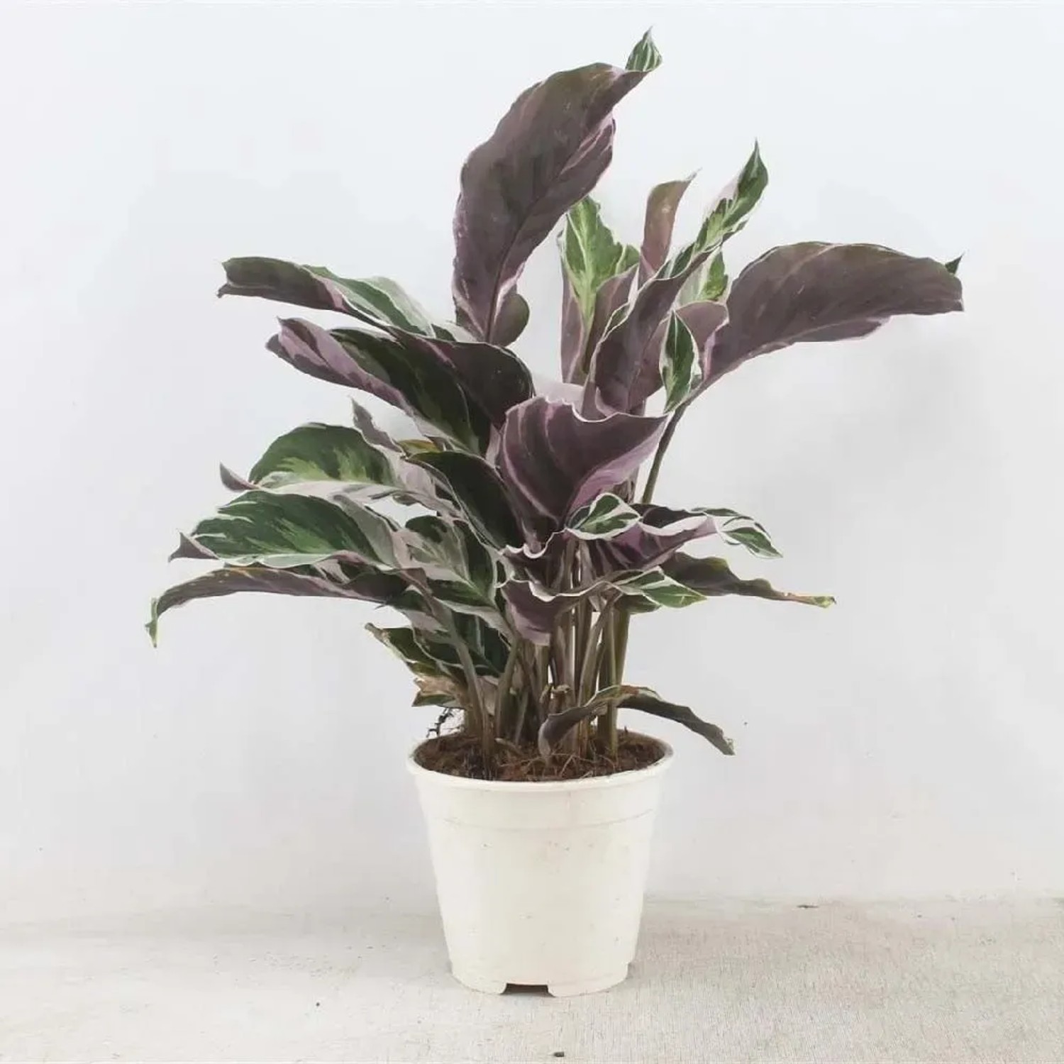 acquista Calathea da OBI
