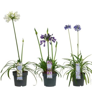 Tre piante di Agapanthus fiorite in bianco, viola e blu in vaso.