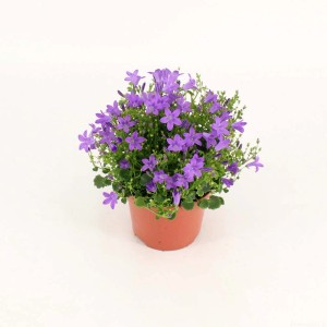 Campanula fiorita in vaso con fiori viola.