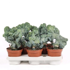 Myrtillocactus geometrizans crestato Cactus vaso Ø 12 cm