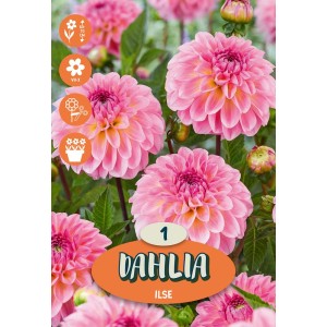 Bulbi da fiore Dahlia Ilse