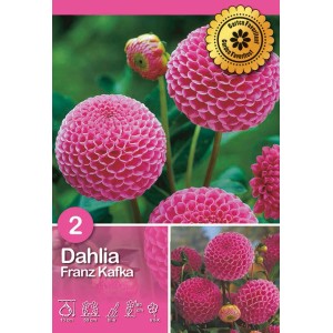 Confezione Dahlia 'Franz Kafka': Fiori rosa a forma di palla. Bulbo da fiore per aiuole e vasi.