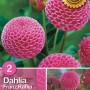 Confezione Dahlia 'Franz Kafka': Fiori rosa a forma di palla. Bulbo da fiore per aiuole e vasi.