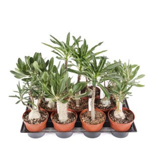 Pachypodium pianta grassa vaso Ø 12 cm