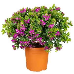 Arbusto t.b.t. fiorito con fiori rosa in vaso.