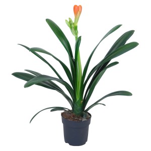Clivia in vaso con fiore arancione e foglie verdi. Pianta fiorita di GROW by OBI.