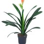 Clivia in vaso con fiore arancione e foglie verdi. Pianta fiorita di GROW by OBI.