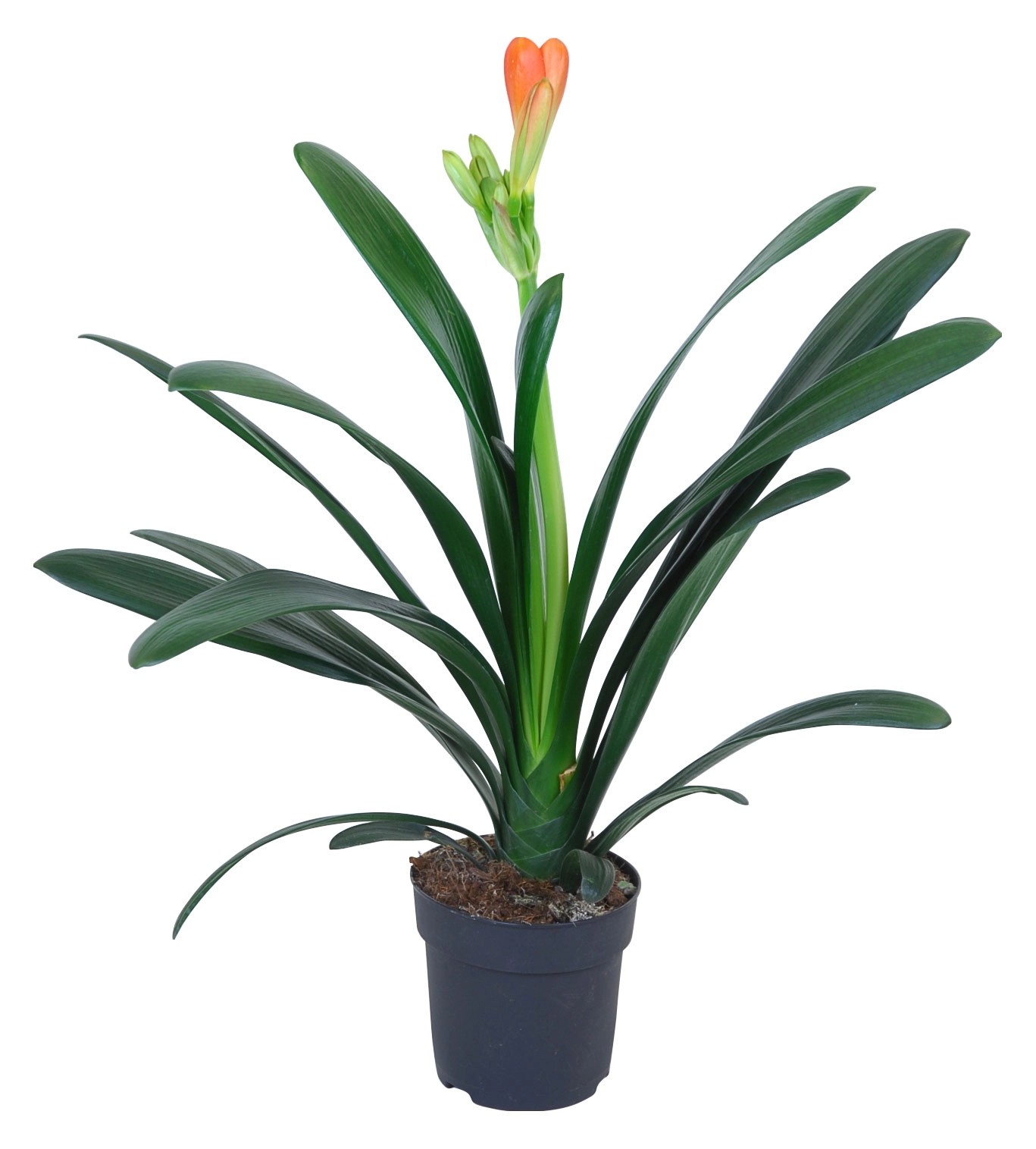 Clivia Miniata vaso Ø 13 cm OBI