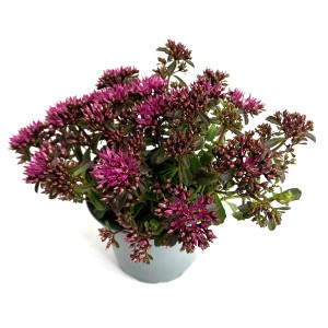 Sedum ibrido di borracina siberiana in vaso, alto circa 30 cm, con fiori rosa.