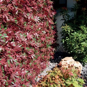 Arelle decorativa t.b.t. come frangivista in giardino con foglie rosse.