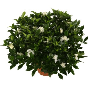 Rigogliosa gardenia (t.b.t.) in vaso, ideale per balconi e terrazze.