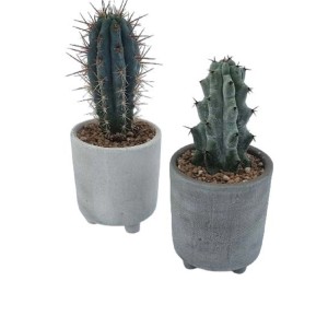Due cactus t.b.t. in vasi grigi. Piante grasse per interni.