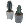 Due cactus t.b.t. in vasi grigi. Piante grasse per interni.