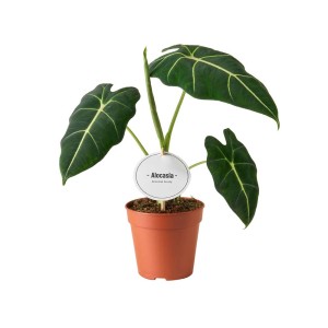 Alocasia in vaso, pianta da interno con foglie verdi e venature chiare. Pianta decorativa.