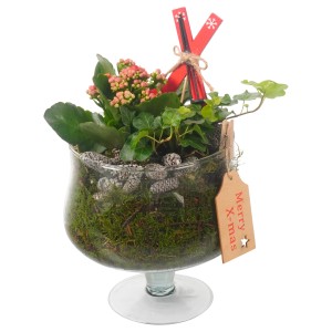 Composizione decorativa di piante da interno in vaso di vetro con decorazioni natalizie.