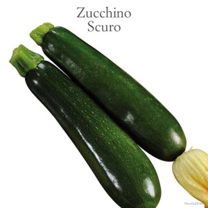 Due zucchine verde scuro, categoria Ortaggi da frutto.