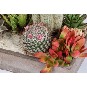 Disposizione di varie piante grasse e cactus in un vaso grigio.