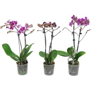 Tre orchidee Phalaenopsis in vaso con diversi colori dei fiori.