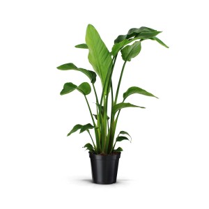 Pianta da interno verde t.b.t. in vaso nero. Pianta resistente all'inverno.