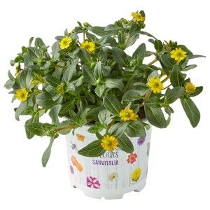 Fiori gialli di Sanvitalia in vaso, una pianta fiorita per giardino e balcone.