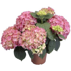 Ortensia rosa in vaso, Hydrangea Macrophylla con fiori rigogliosi.