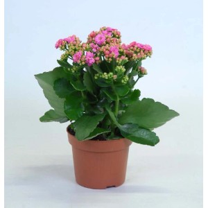 Calancola (t.b.t.) con fiori rosa in vaso marrone.