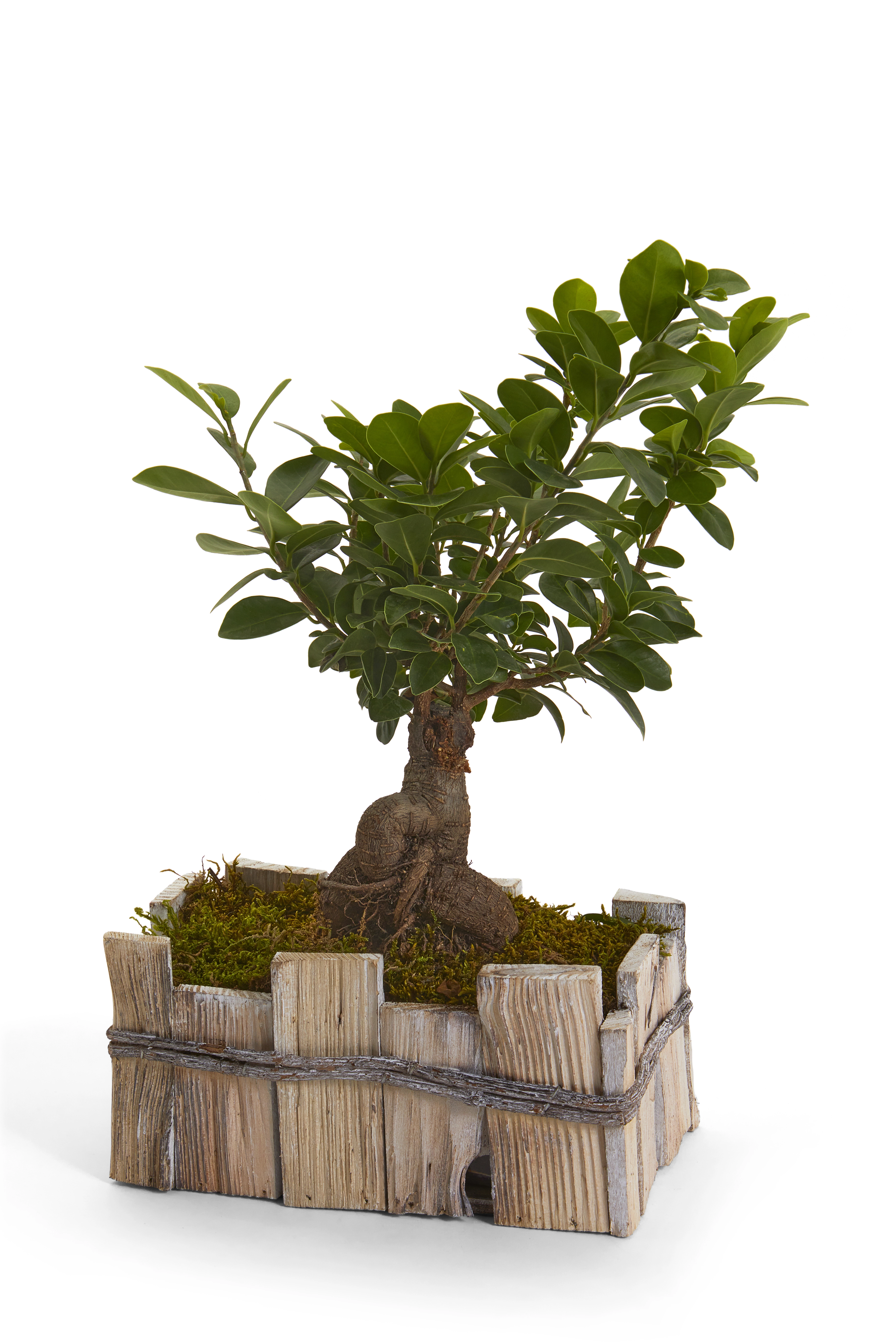 Legno Bonsai 