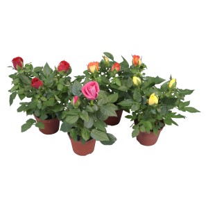 Mini rose in vari colori in vaso (Ø 5,5 cm). Piante fiorite decorative per interni ed esterni.