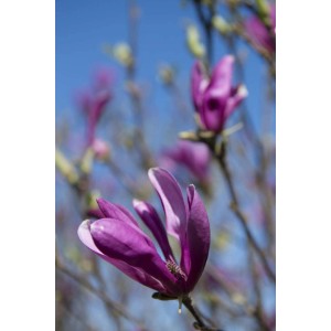 Primo piano di una magnolia viola in fiore.