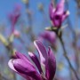 Primo piano di una magnolia viola in fiore.