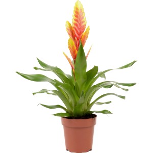 Vriesea Davine con fiore giallo-rosso in vaso, una pianta fiorita decorativa per interni.