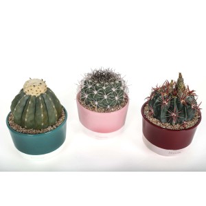 Tre diversi cactus (t.b.t.) in vasi colorati.