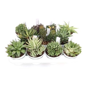 Diverse piante grasse t.b.t. in vaso su un vassoio.