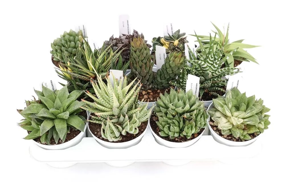 Piccola Pianta Grassa Haworthia Heidelbergensis Variegata – Vaso 4 Cm Per Giardino O Casa