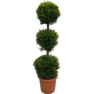 Cipresso gigante sagomato 'Castlewelland Gold' in vaso, ca. 110 cm di altezza, con tre forme a sfera.